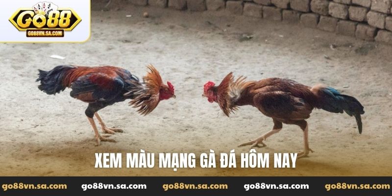 Xem màu mạng gà đá hôm nay